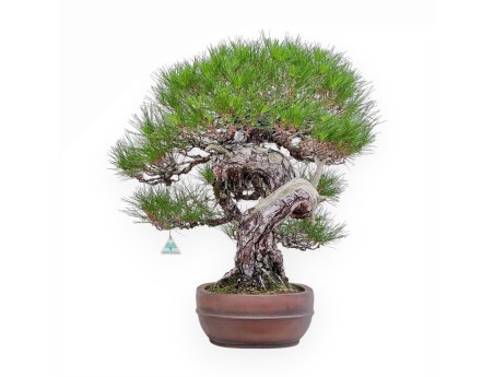 A fine example of a Pinus pentaphylla bonsai %separator% %category%