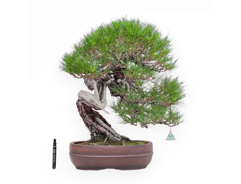 Bonsái ejemplar de Pinus pentaphylla %separator% %category%