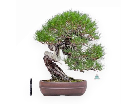 Bonsai-exemplaar van Pinus pentaphylla %separator% %category%