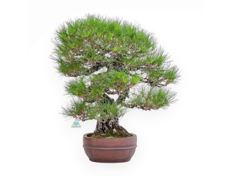 Bonsai-exemplaar van Pinus pentaphylla %separator% %category%