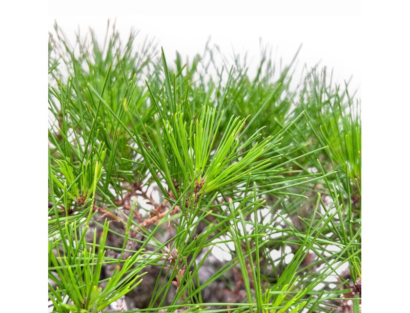 Bonsai esemplare di Pinus pentaphylla %separator% %category%