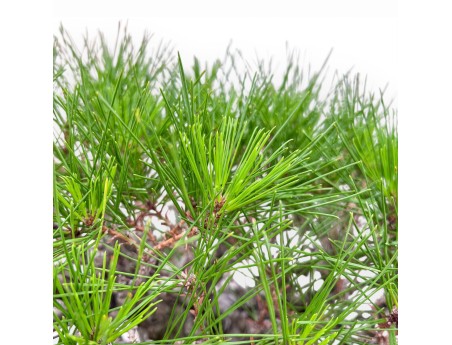 A fine example of a Pinus pentaphylla bonsai %separator% %category%