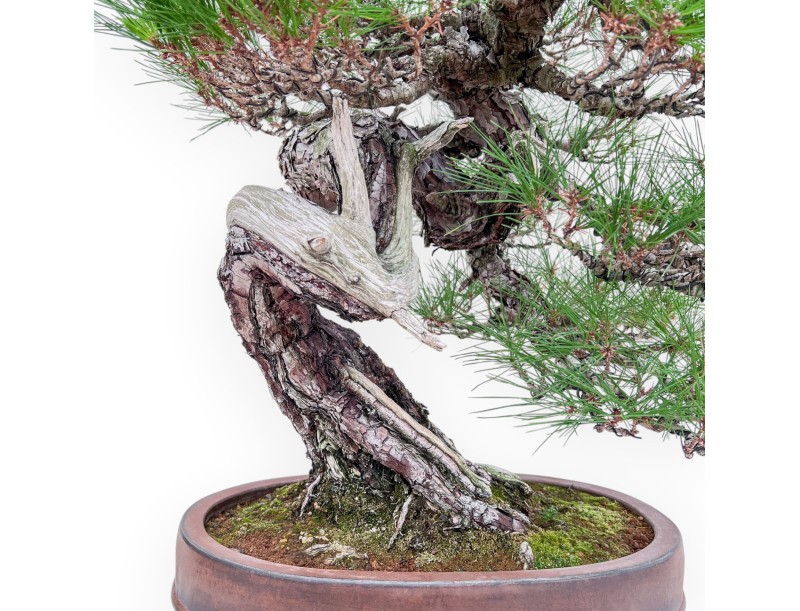 Bonsái ejemplar de Pinus pentaphylla %separator% %category%