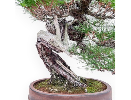 Bonsaï représentant un Pinus pentaphylla %separator% %category%