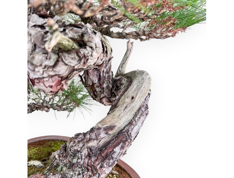 Bonsai esemplare di Pinus pentaphylla %separator% %category%