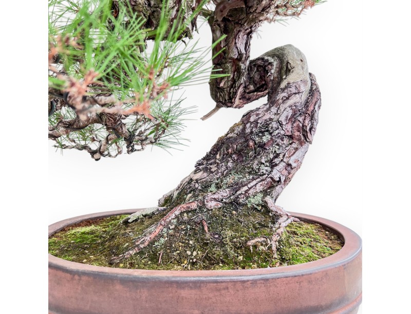 Bonsaï représentant un Pinus pentaphylla %separator% %category%