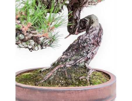 Bonsai-Exemplar der Pinus pentaphylla %separator% %category%