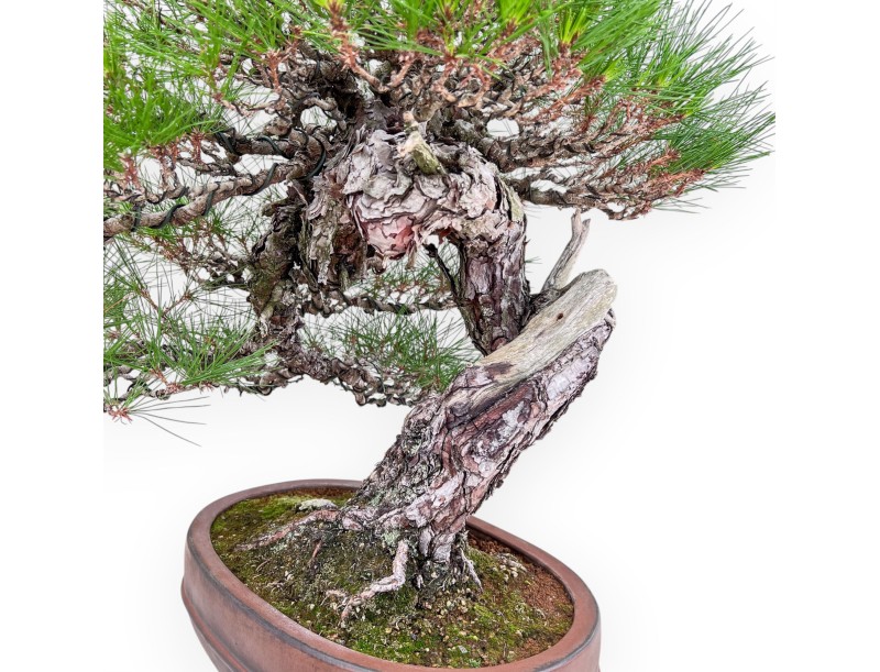 Bonsai-Exemplar der Pinus pentaphylla %separator% %category%