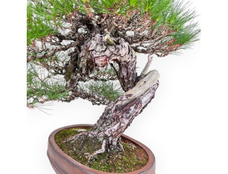 Bonsai esemplare di Pinus pentaphylla %separator% %category%