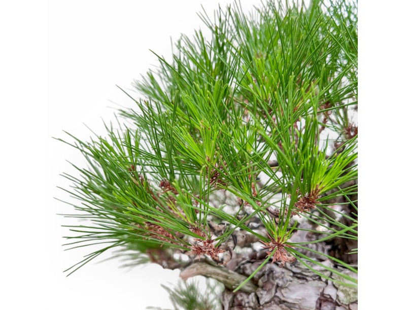 A fine example of a Pinus pentaphylla bonsai %separator% %category%