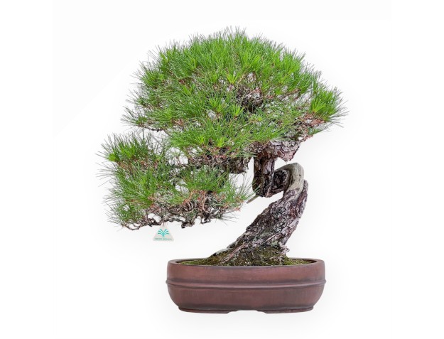 Bonsai-exemplaar van Pinus pentaphylla %separator% %category%