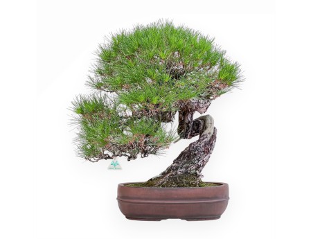 Bonsai esemplare di Pinus pentaphylla %separator% %category%