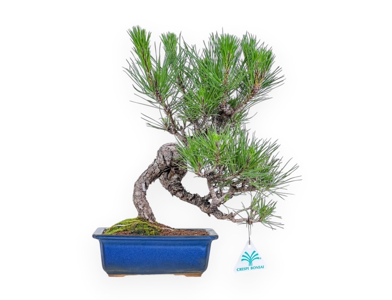 Bonsai van Pinus thunbergii %separator% %category%