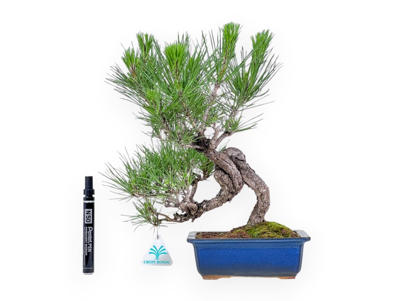 Bonsái de Pinus thunbergii %separator% %category%