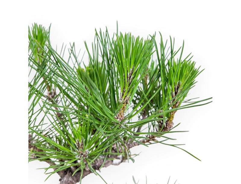 Bonsaï de Pinus thunbergii %separator% %category%