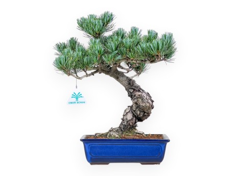 Bonsaï de Pinus pentaphylla %separator% %category%