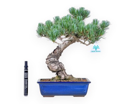 Bonsaï de Pinus pentaphylla %separator% %category%