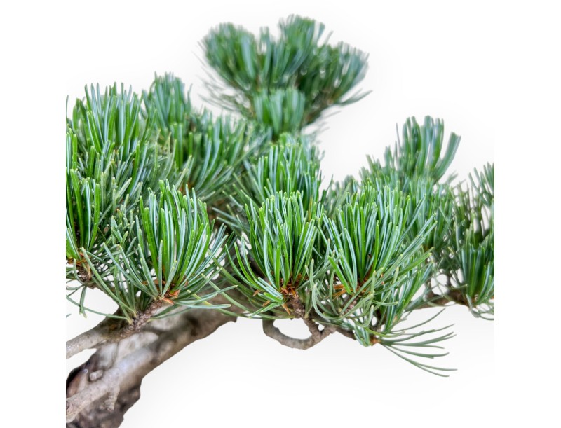 Pinus pentaphylla bonsai %separator% %category%