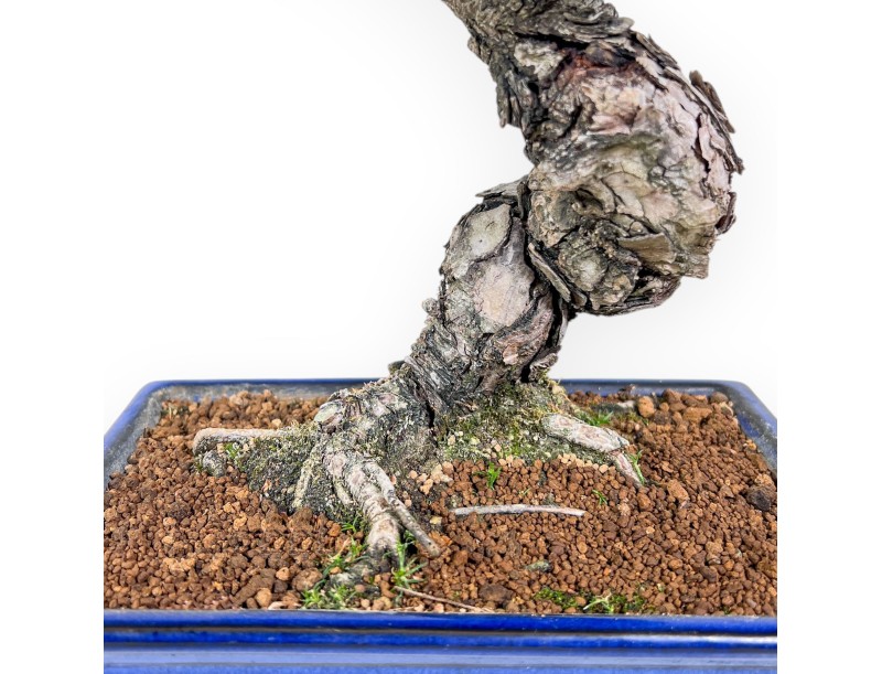 Pinus Pentaphylla-Bonsai %separator% %category%