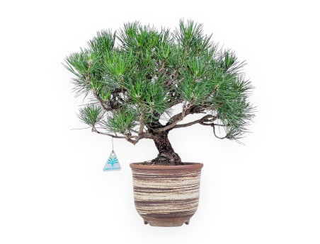 Pinus thunbergii bonsai %separator% %category%