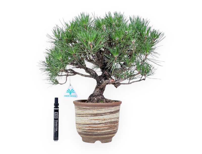 Bonsai di Pinus thunbergii %separator% %category%
