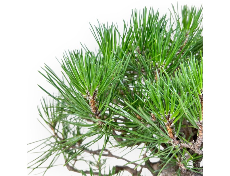 Pinus thunbergii bonsai %separator% %category%