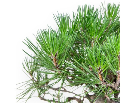 Bonsaï de Pinus thunbergii %separator% %category%