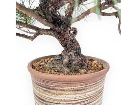 Bonsaï de Pinus thunbergii %separator% %category%