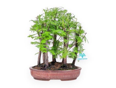 Metasequoia bonsai %separator% %category%