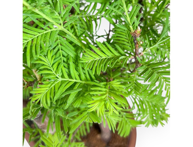 Metasequoia bonsai %separator% %category%