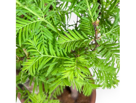 Metasequoia bonsai %separator% %category%