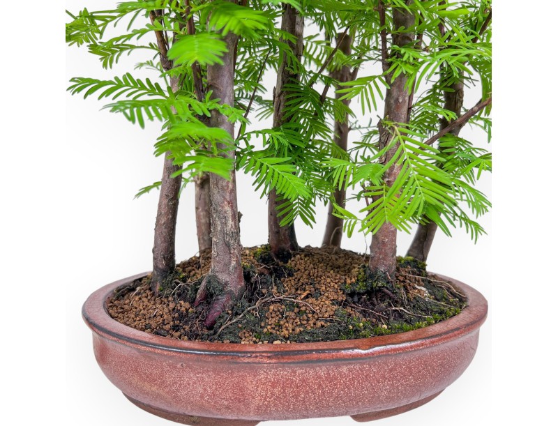 Metasequoia bonsai %separator% %category%