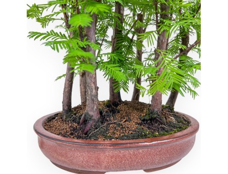 Metasequoia bonsai %separator% %category%
