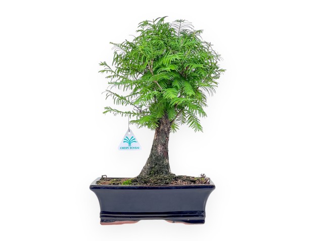 Bonsai di Metasequoia %separator% %category%