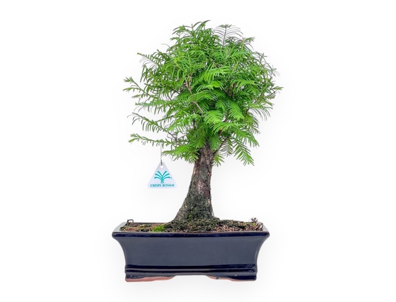 Metasequoia bonsai %separator% %category%