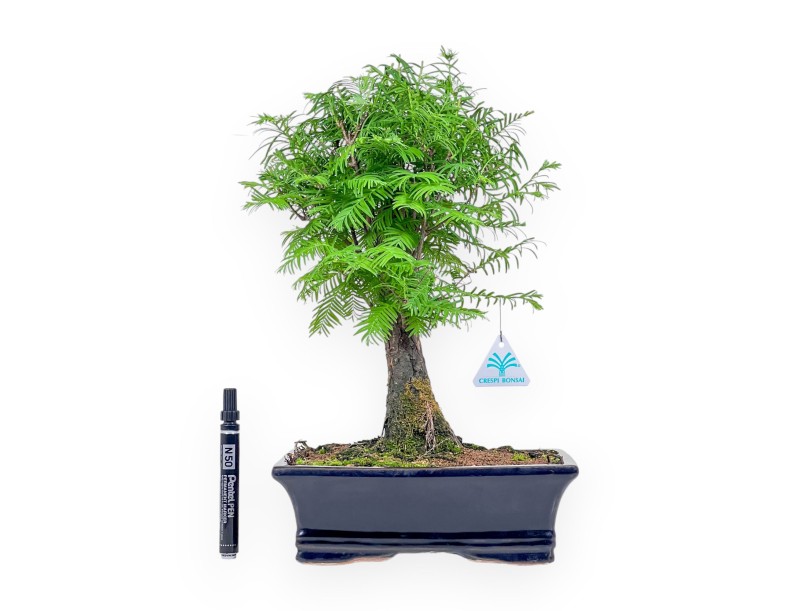 Metasequoia bonsai %separator% %category%