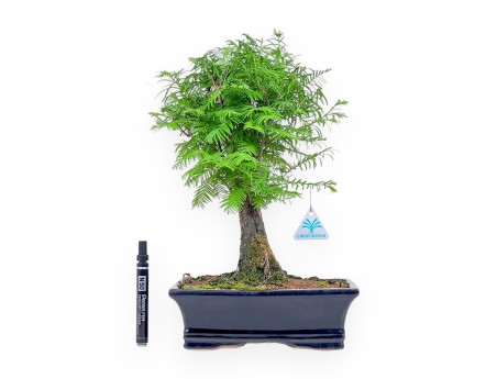 Metasequoia bonsai %separator% %category%