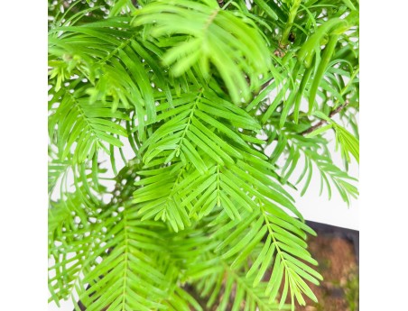 Metasequoia bonsai %separator% %category%