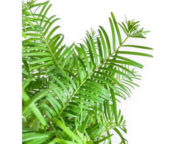 Metasequoia bonsai %separator% %category%