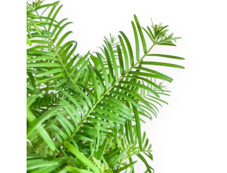Metasequoia bonsai %separator% %category%
