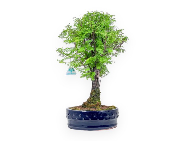 Bonsai di Metasequoia %separator% %category%