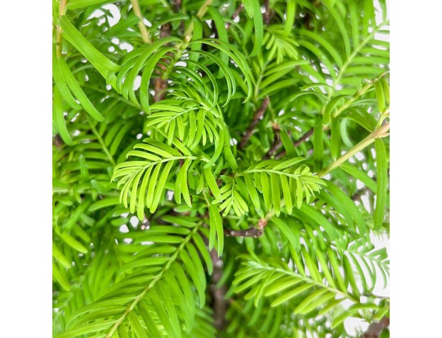 Bonsai di Metasequoia %separator% %category% 2