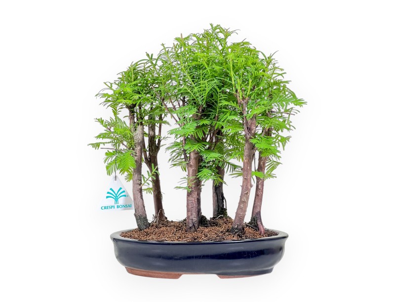 Metasequoia bonsai %separator% %category%