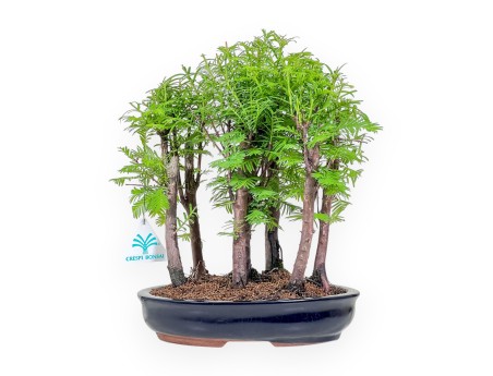 Metasequoia bonsai %separator% %category%
