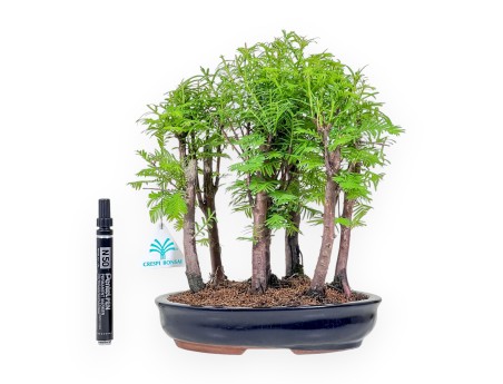 Metasequoia bonsai %separator% %category%