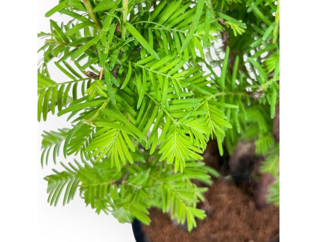 Bonsai di Metasequoia %separator% %category% 2