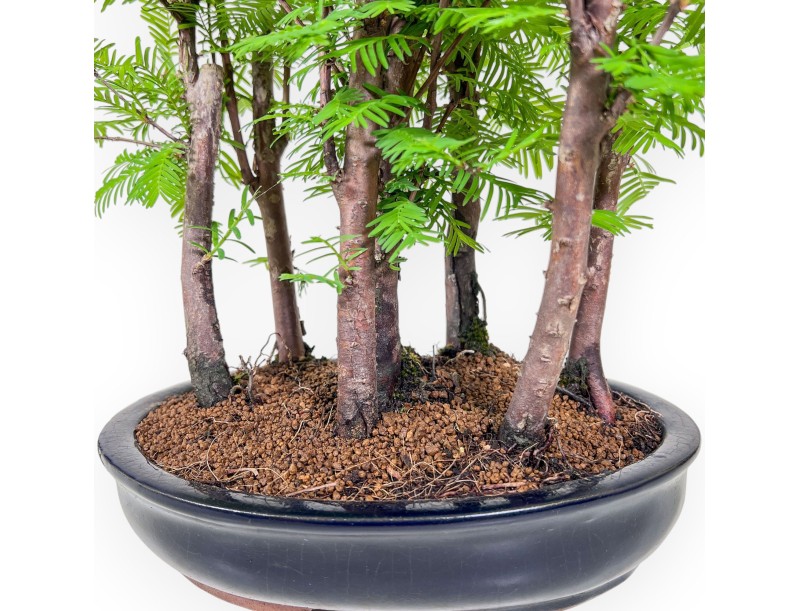 Metasequoia bonsai %separator% %category%