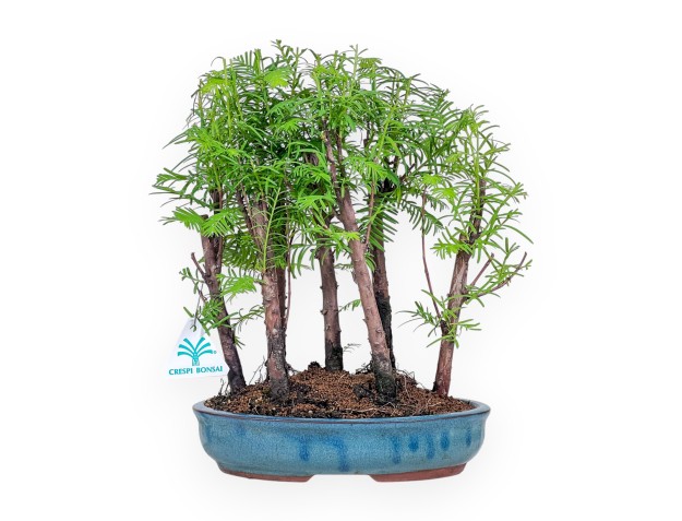 Bonsai di Metasequoia %separator% %category%