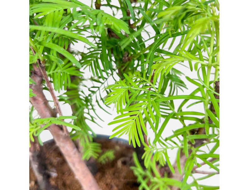 Bonsai di Metasequoia %separator% %category%