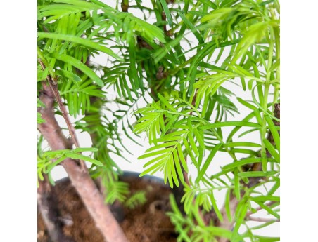 Bonsai di Metasequoia %separator% %category%
